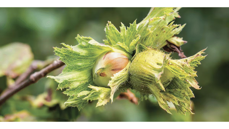Ferrero launched new hazelnut sustainability commitments, building on 3-year achievements. _Sustainability